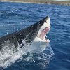 Две белые акулы набросились на подростка в Австралии