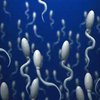 Ученые создали "сортировщик" спермы