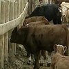 В Японии зафиксирован первый случай смерти человека от "коровьего бешенства"