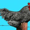 Год Курицы будет "мягким и ласковым" для всех, кроме чиновников