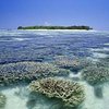 Погибшие рифы на Бали восстанавливают с помощью электричества