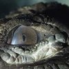 В Австралии найдено недостающее звено в эволюции крокодилов