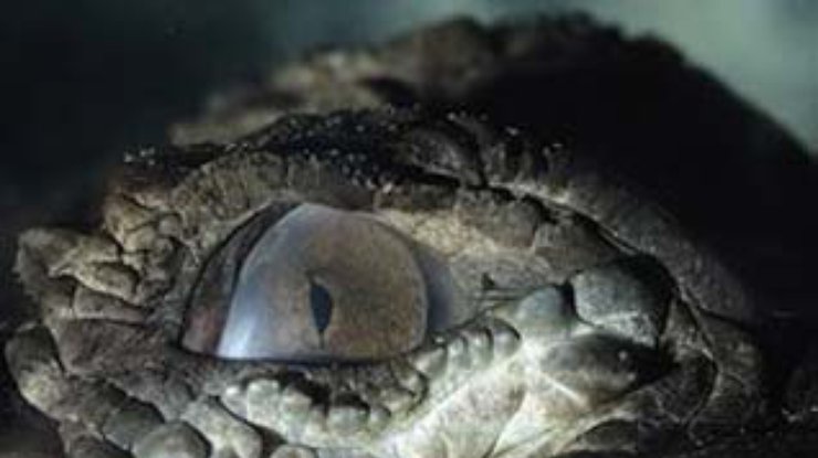 В Австралии найдено недостающее звено в эволюции крокодилов