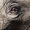 В Кении спасают слонов с помощью SMS