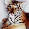 Премьер-министр Индии запретил раздаривать тигров иностранцам