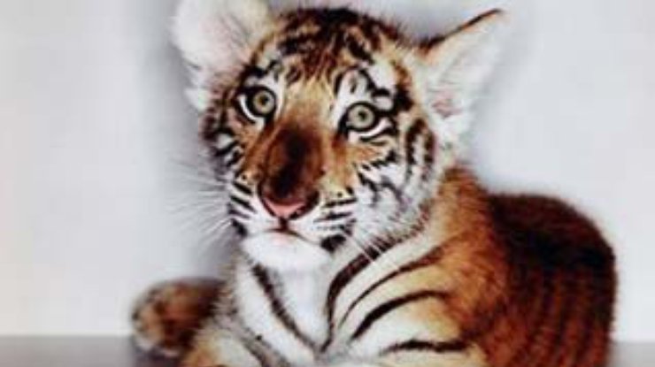 Премьер-министр Индии запретил раздаривать тигров иностранцам
