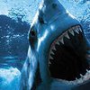 В Австралии акула перекусила пловца пополам