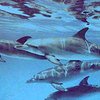 В порту Хайфы израильские ученые пытаются спасти 40 дельфинов