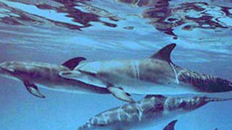 В порту Хайфы израильские ученые пытаются спасти 40 дельфинов
