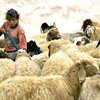 Израильские поселенцы отравляют пастбища, на которых выпасают овец палестинцы