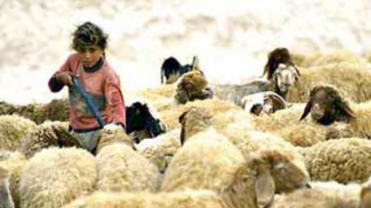 Израильские поселенцы отравляют пастбища, на которых выпасают овец палестинцы