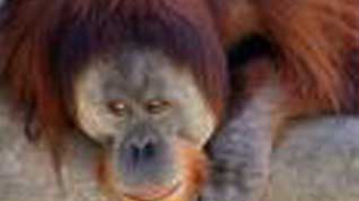 В Малайзии нелегально торговали орангутангами