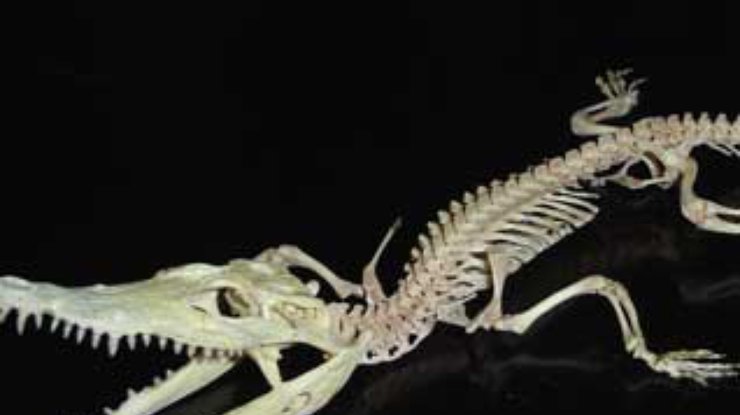 В Бразилии демонстрируют скелет крокодила, жившего 90 миллионов лет назад