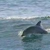 Австралийские ученые нашли новый вид дельфинов