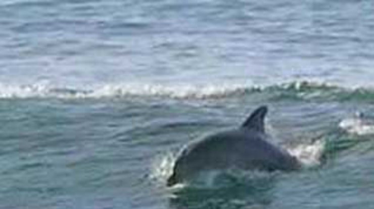 Австралийские ученые нашли новый вид дельфинов