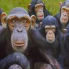 Ученые обнаружили склонность к конформизму у шимпанзе