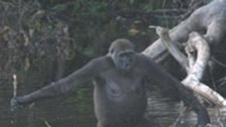 Ученые застали гориллу за измерением глубины