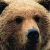 Словения переселит во Францию пятерых медведей