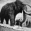 В Красноярске найдены останки мамонта