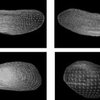 Ученые Японии создают детальную трехмерную модель астероида Итокава