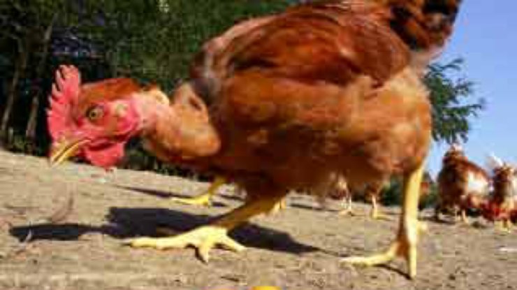 В Румынии обнаружен новый очаг вируса "птичьего гриппа"