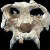 Найден череп общего предка человека и обезьяны
