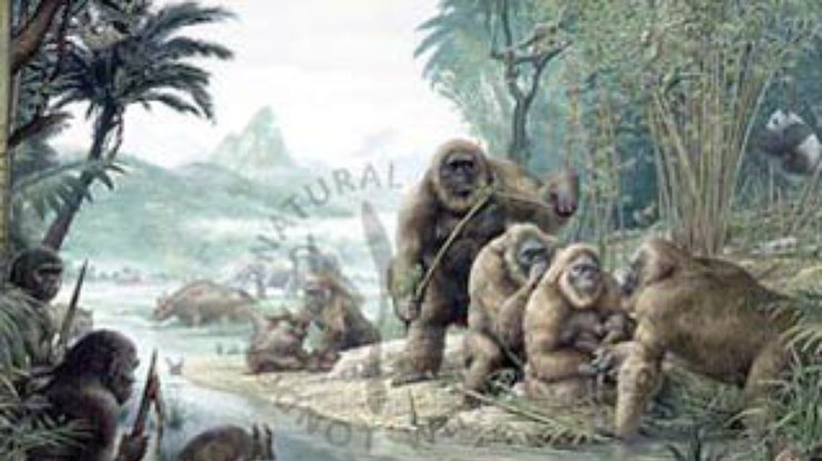 Первобытный человек миллион лет сосуществовал рядом с гигантской обезьяной