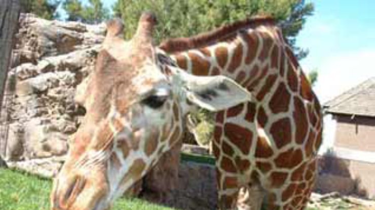 Мексиканскому любвеобильному жирафу срочно нужна подруга