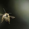 Крылья роботов позаимствуют у пчел