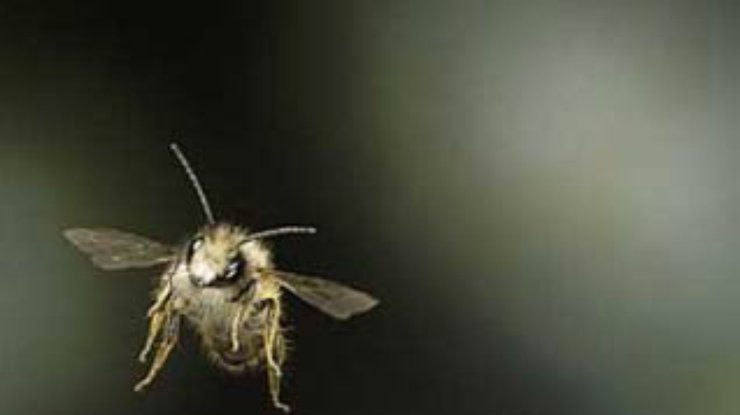 Крылья роботов позаимствуют у пчел