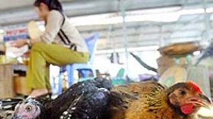 Птичий грипп стал неотъемлемой частью экосистемы Китая