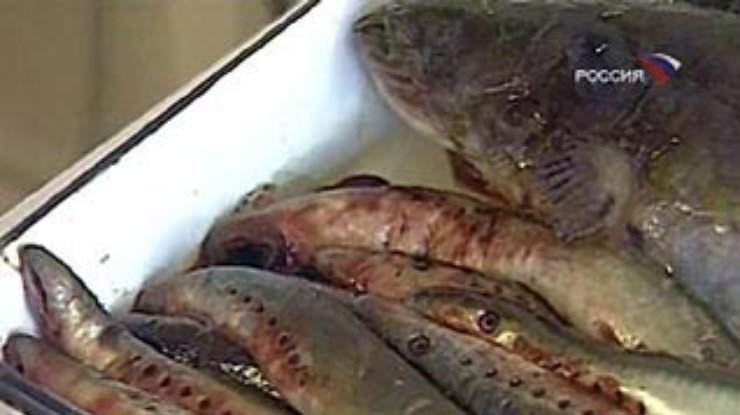 Рыба в Амуре покрылась кровоточащими язвами