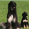 Снуппи признан первой клонированной собакой