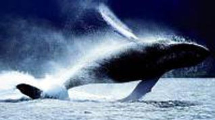 Около 50 китов "выбросились" на берег около Индонезии