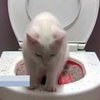 Американские изобретатели освободили хозяев котов от уборки туалета
