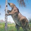 Во Флориде найдены останки древних ленивцев