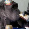 Звезда фильмов о Тарзане, 74-летний шимпанзе Чита, получил первую кинонаграду
