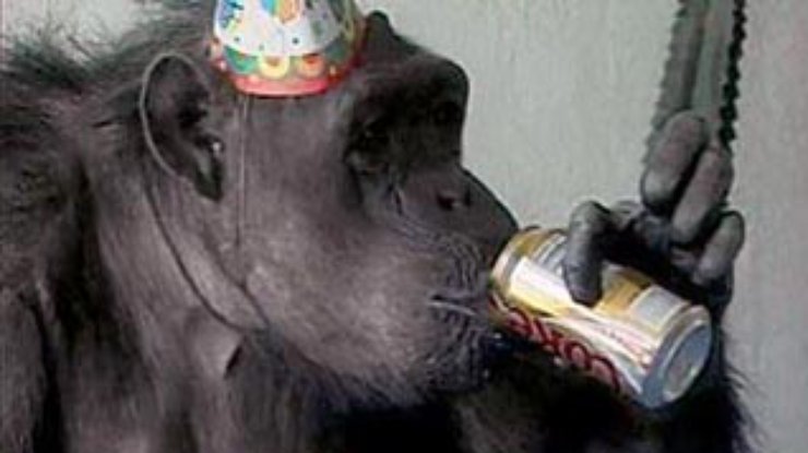 Звезда фильмов о Тарзане, 74-летний шимпанзе Чита, получил первую кинонаграду