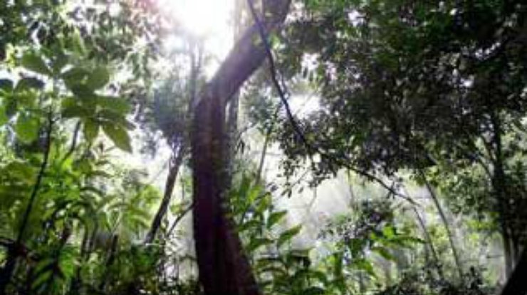 В Коста-Рике нашли потерявшегося в джунглях министра