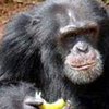 В Сьерра Леоне ловят "шимпанзе-убийц"