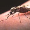 Всемирный банк обвинили в фальсификации отчетов об успехах в борьбе с малярией