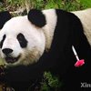 Китай экспериментирует с пандами: выращенного в неволе самца выпустили на волю