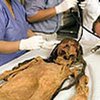 В Перу нашли мумию женщины-воина