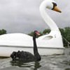 В Германии лебедь влюбился в водный велосипед