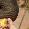 Китайские фермеры откупятся от слонов бананами