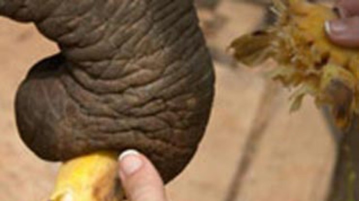 Китайские фермеры откупятся от слонов бананами