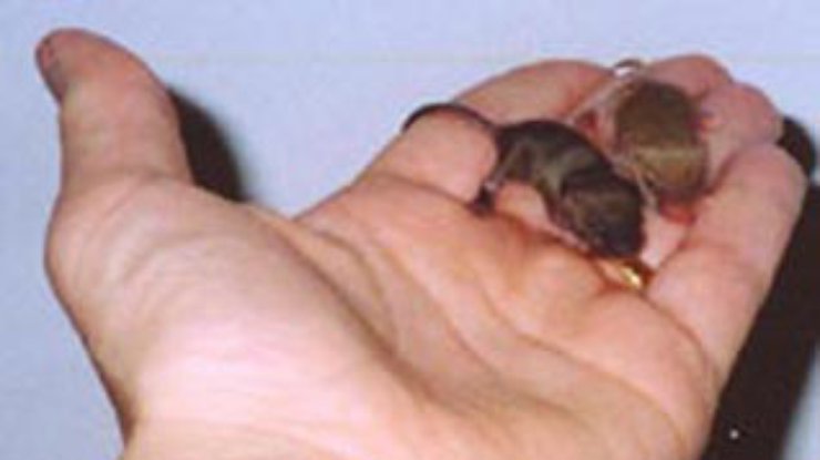 Оплодотворенная искусственной спермой мышь принесла потомство