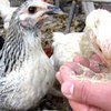 Турция опасается мутаций птичьего гриппа