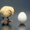Курица, яйцо, дизайн и интернет