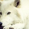 Канадские волки объявили голодовку назло Китаю